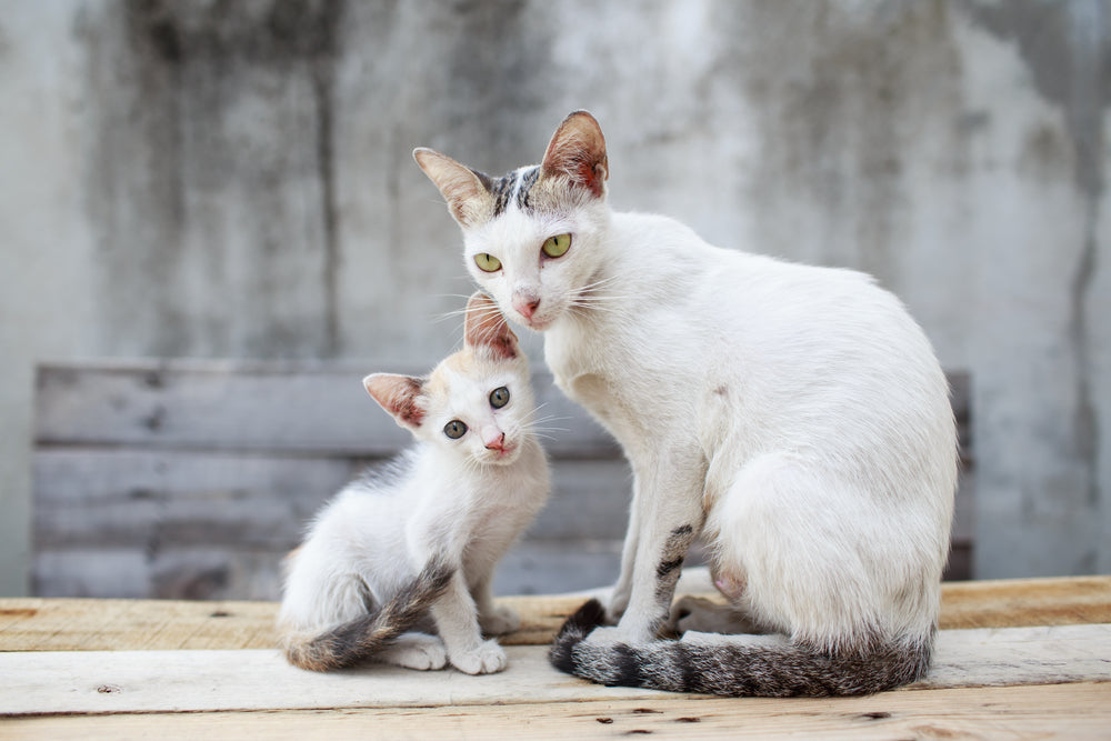 At What Age Can Cats Get Pregnant