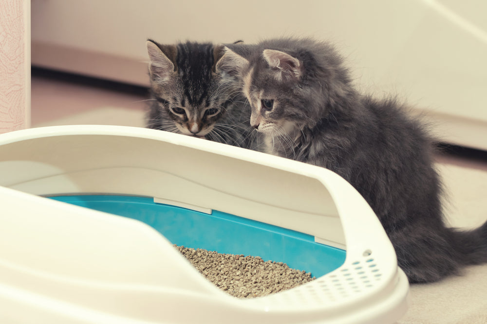 Do Cats Need to Be Potty Trained