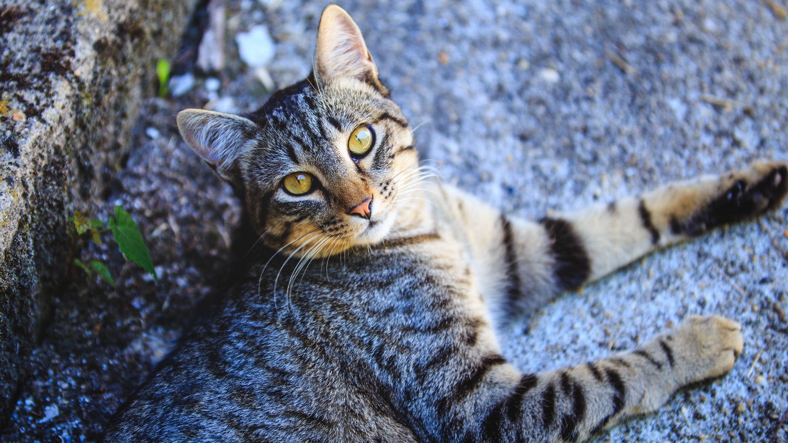 European Shorthair Cat