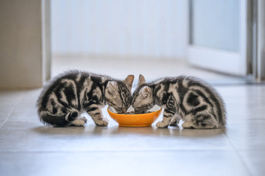 How Much Should a Kitten Eat Each Day