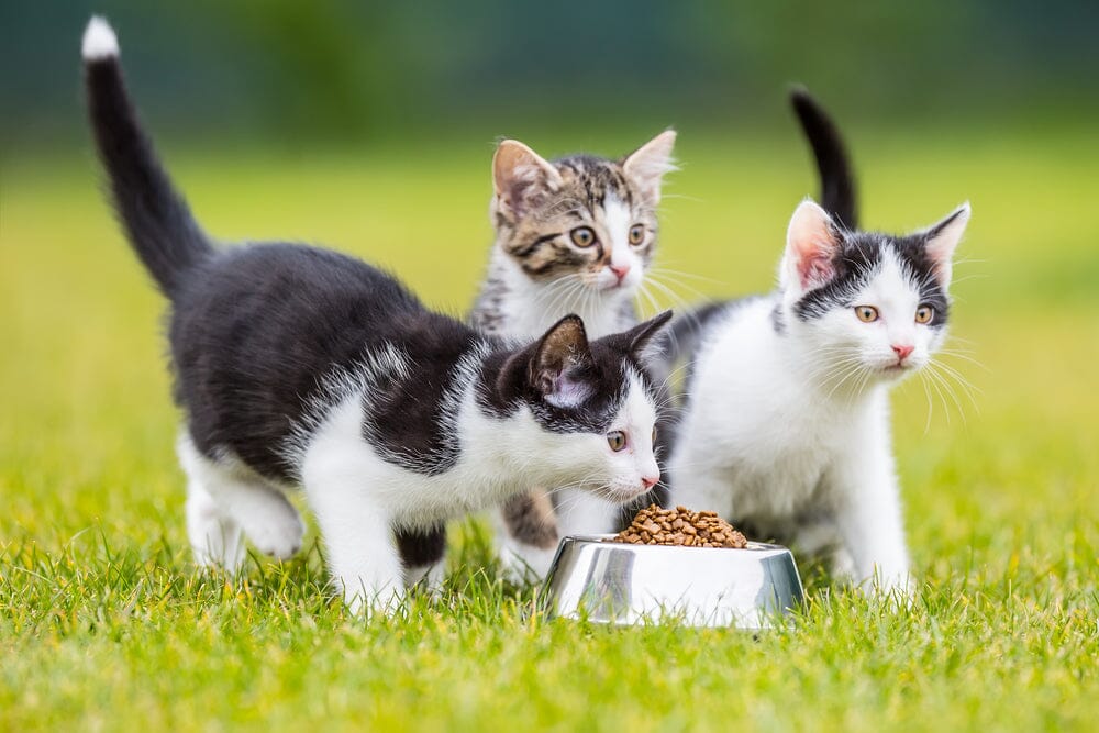 How to Feed Multiple Cats at Once