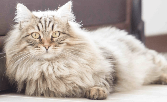 Long-Haired Hybrid Cats