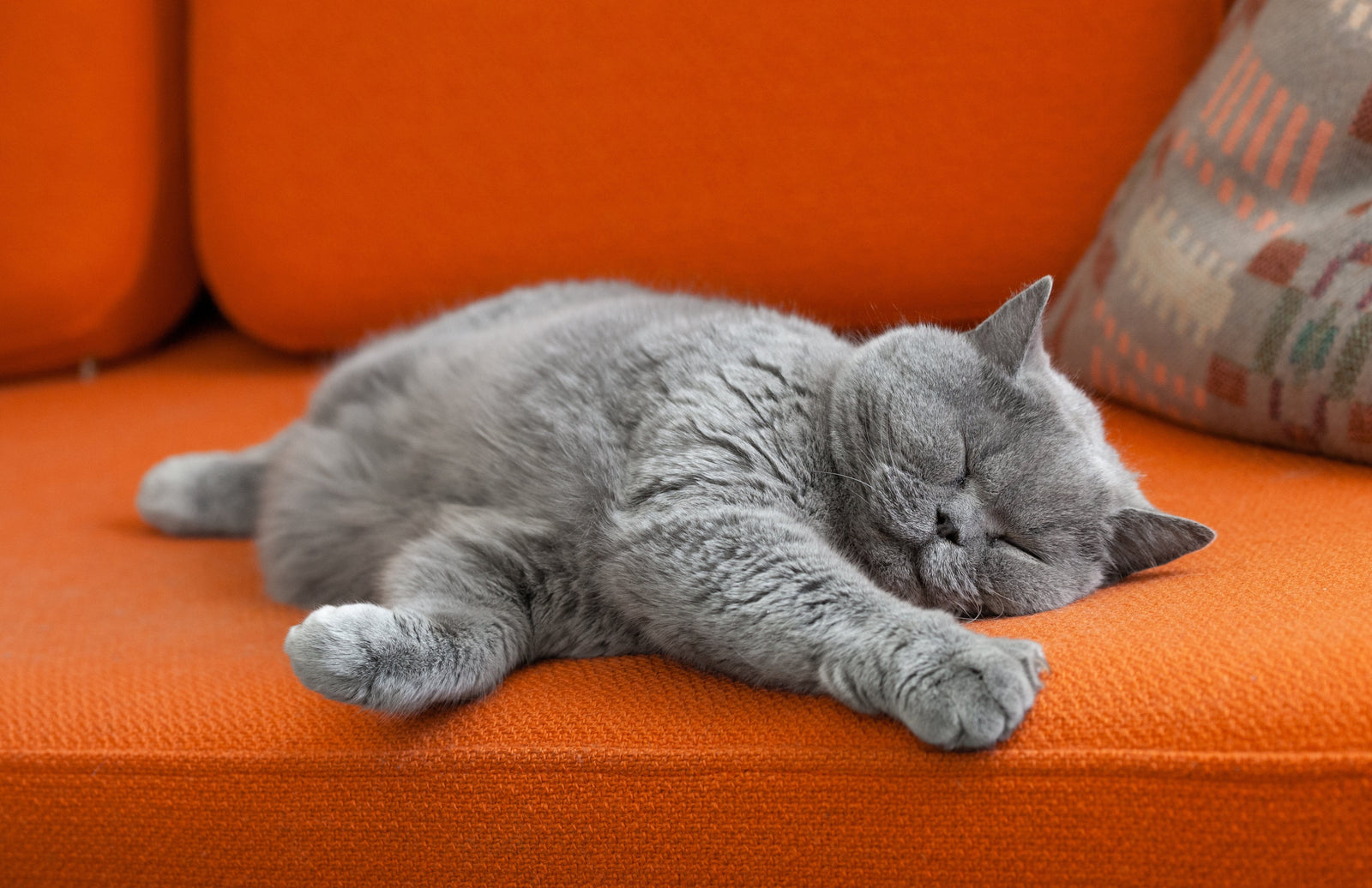 cat on couch