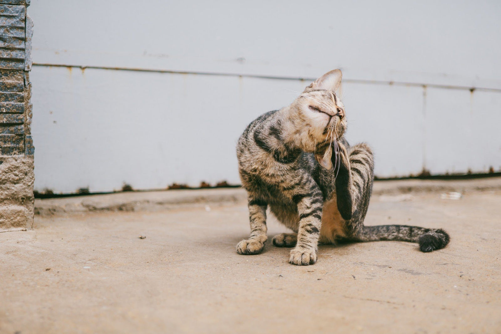 Why Is My Cat Itching So Much?