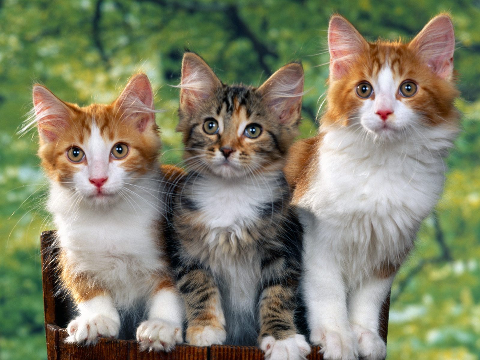three cats