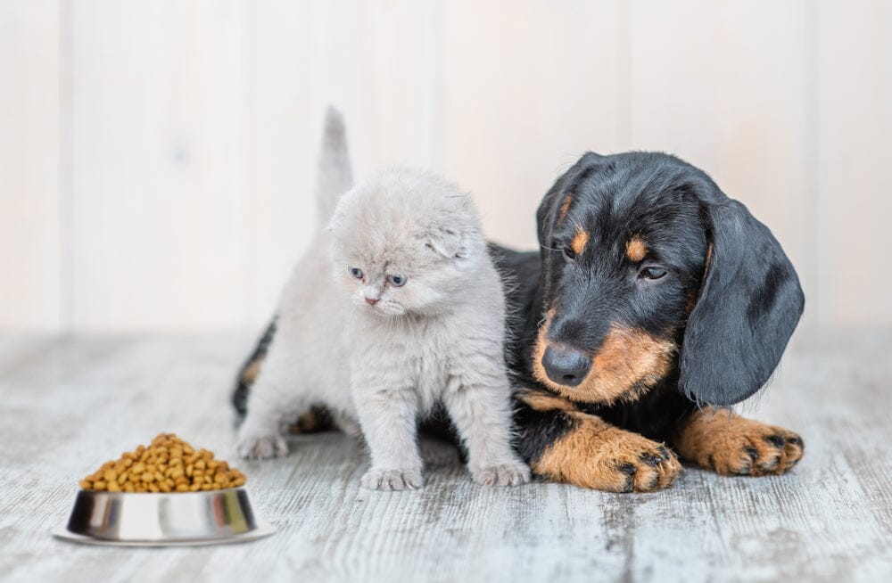 cat and dog with food