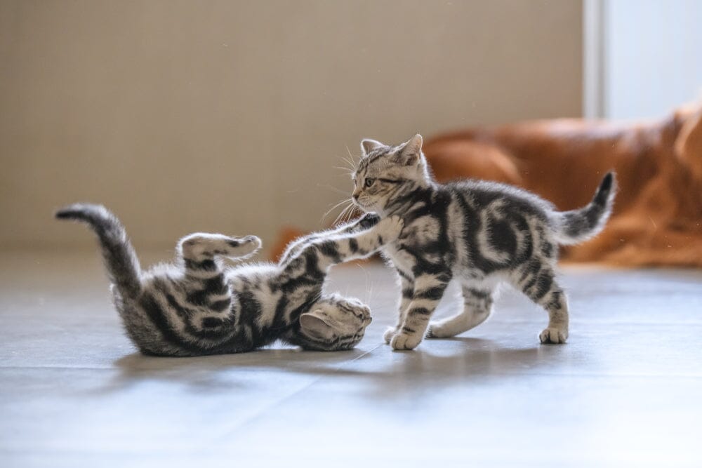 How to Know if Cats are Playing or Fighting