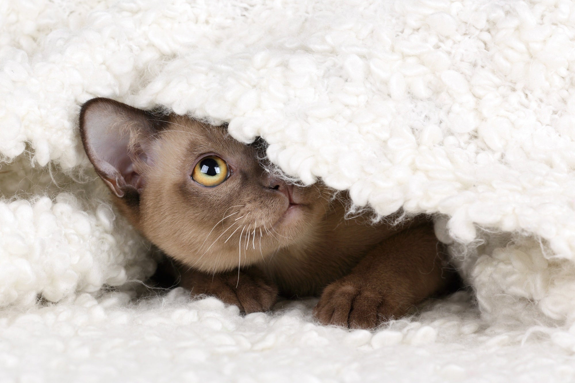 cat hiding