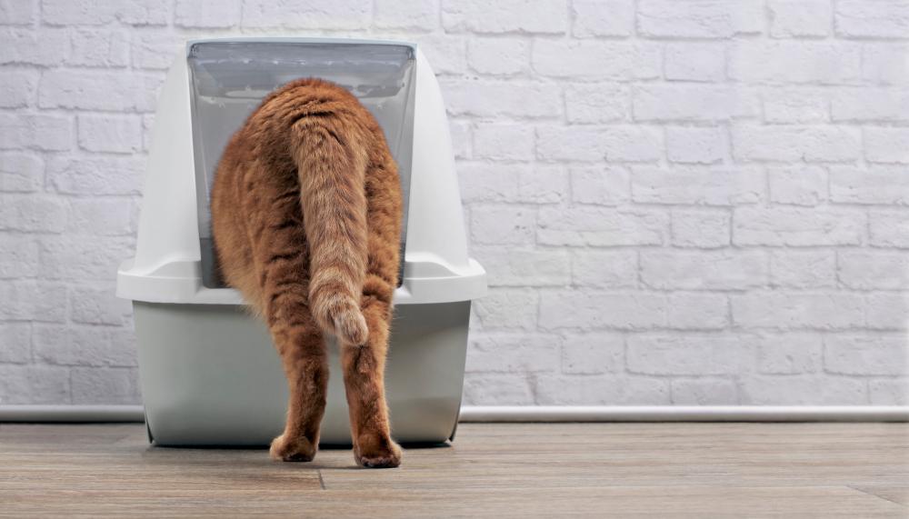 4 Tips for Dealing With Your Cat's Business