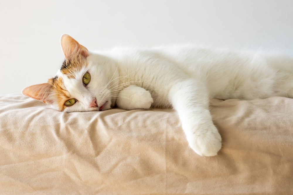 Can cats get flu?