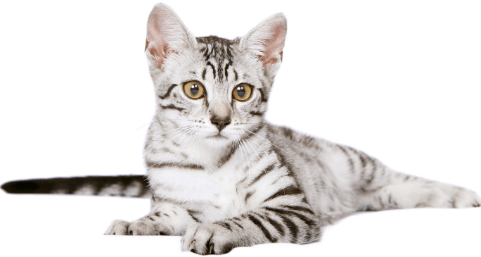 Egyptian Mau Cat