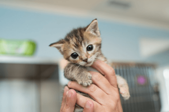 hands holding kitten