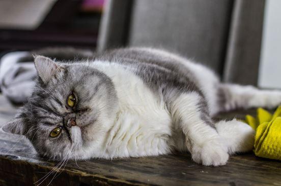 Cat Hepatic Lipidosis