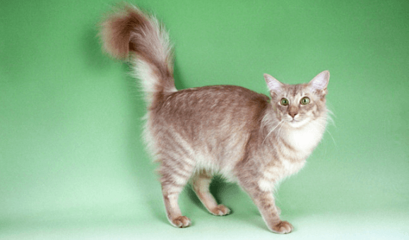 Javanese Cats