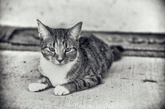 black and white cat