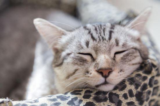 cat sleeping
