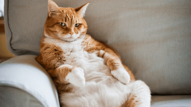 cat on couch