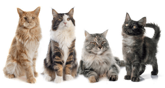 four cats