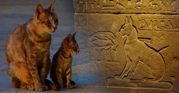cats by wall