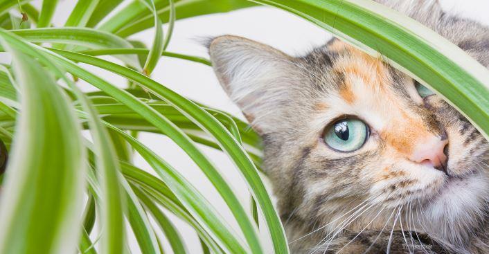 cat by plant