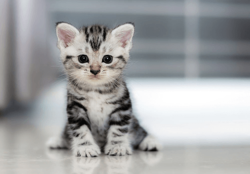 small kitten