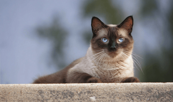 siamese cat