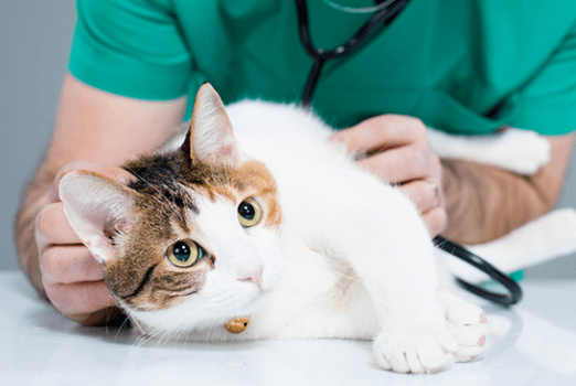 cat in vet