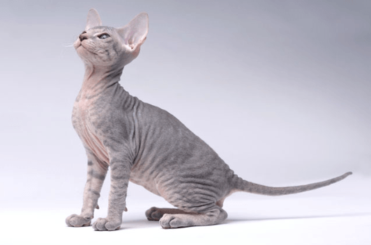 Peterbald Cats