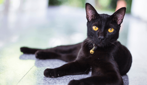8 Reasons Why Black Cats Make Great Pets