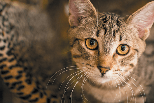 tabby cat