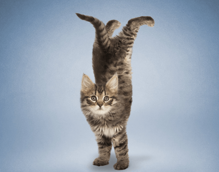 cat doing handstands