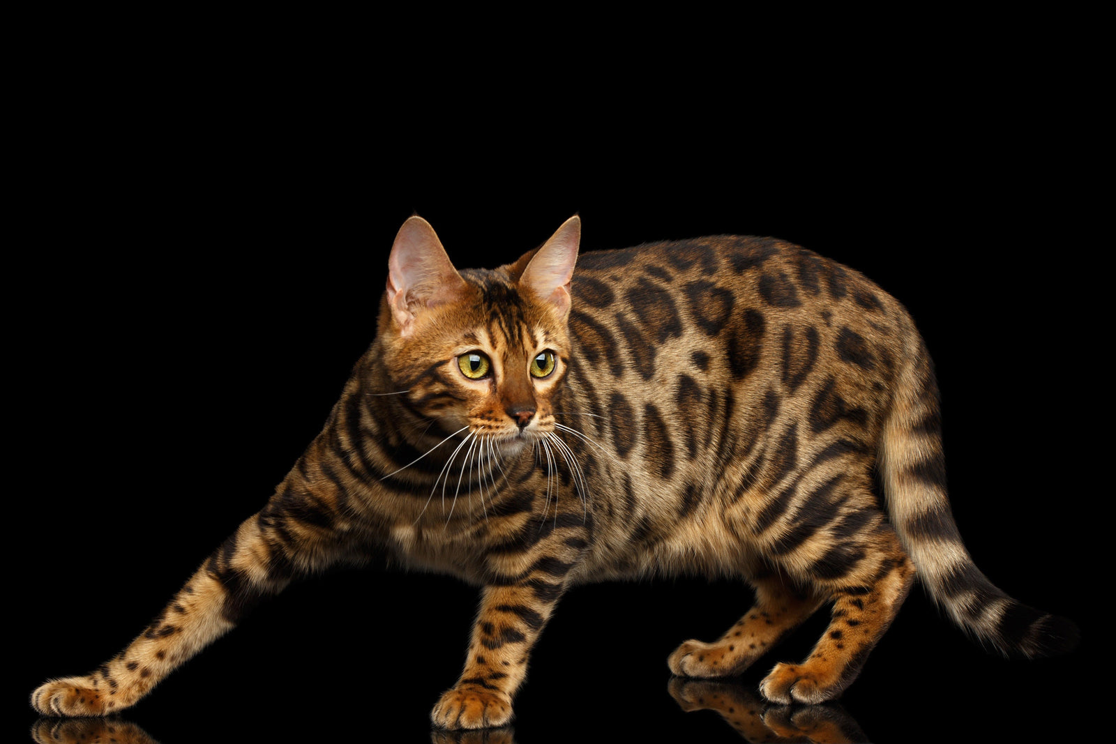 Cat's Midnight Gallops