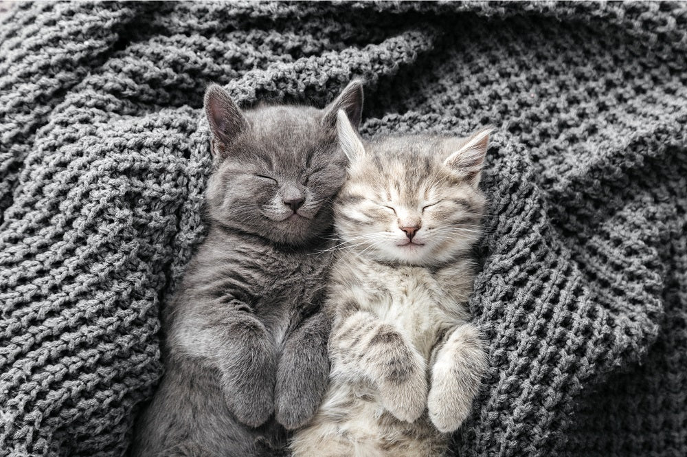 5 Essential Vaccines for Kittens
