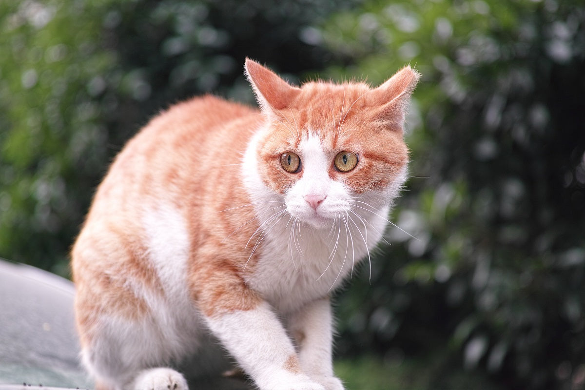 Feline Grimace Scale