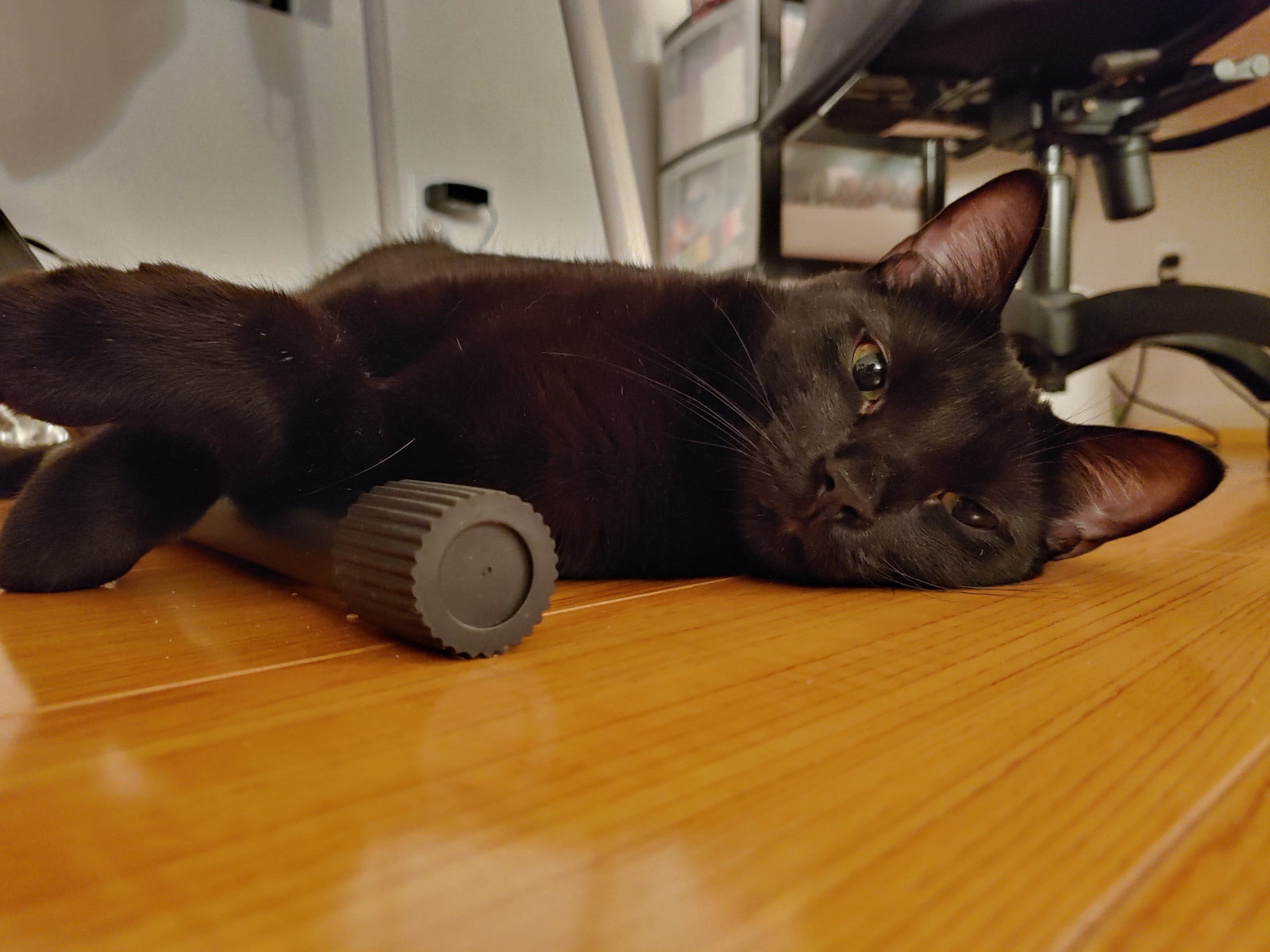 September Cool Cat of the Month: Gunther