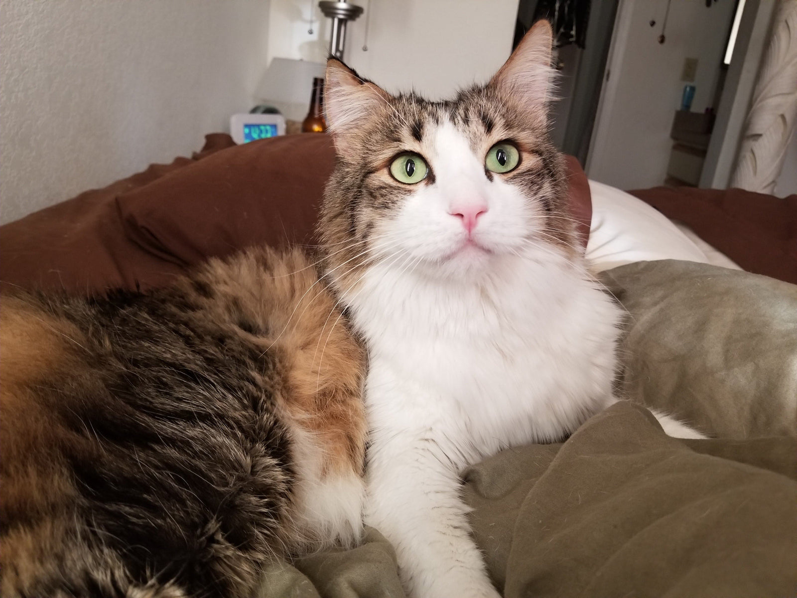 April Cool Cat of the Month: Meet Gus!