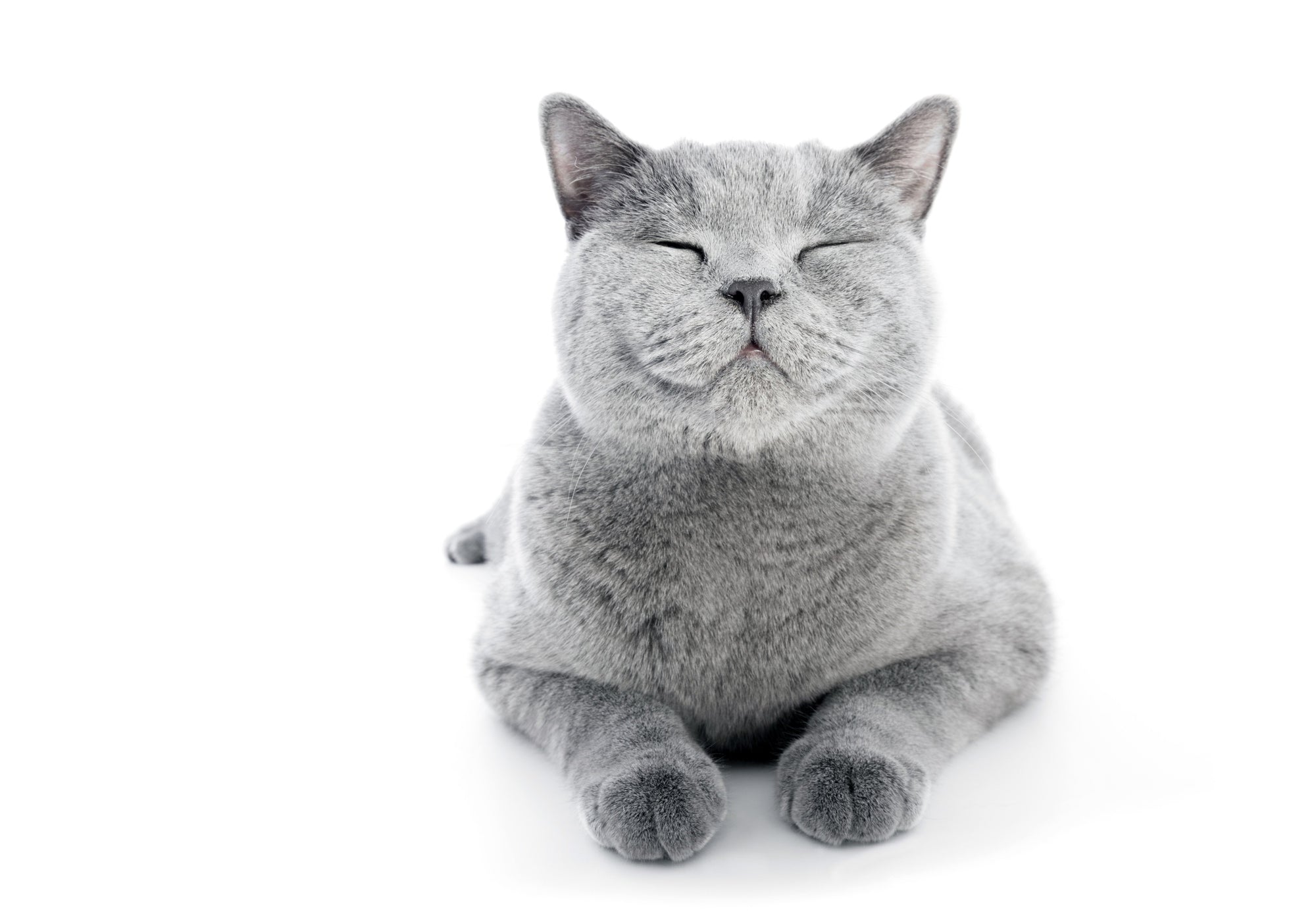 Resources for Cat Lovers - Cat