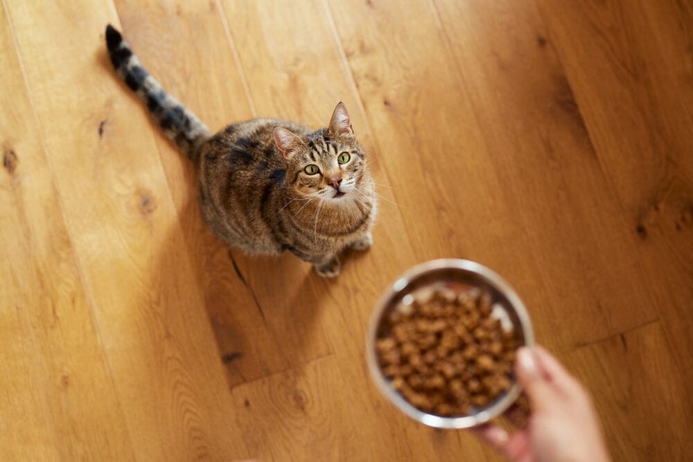 How Many Times a Day Should a Cat Eat