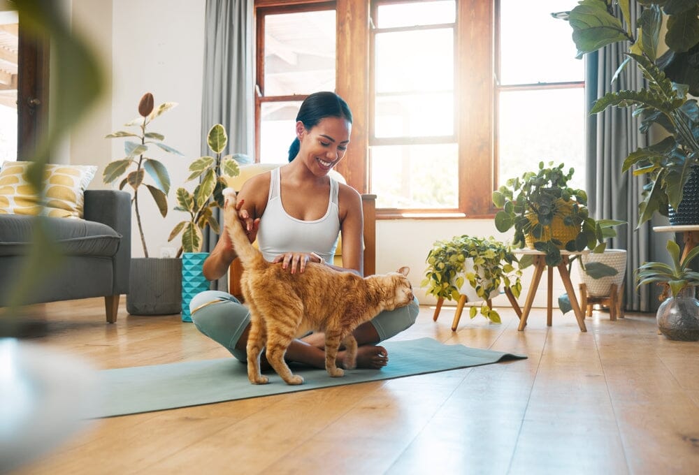 What is Clumping Cat Litter