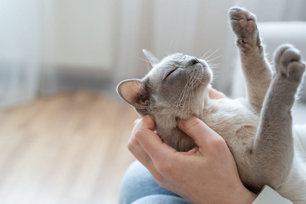 Litter Box Maintenance