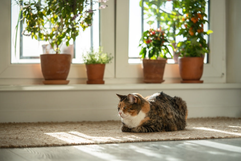 How Often to Scoop Cat Litter