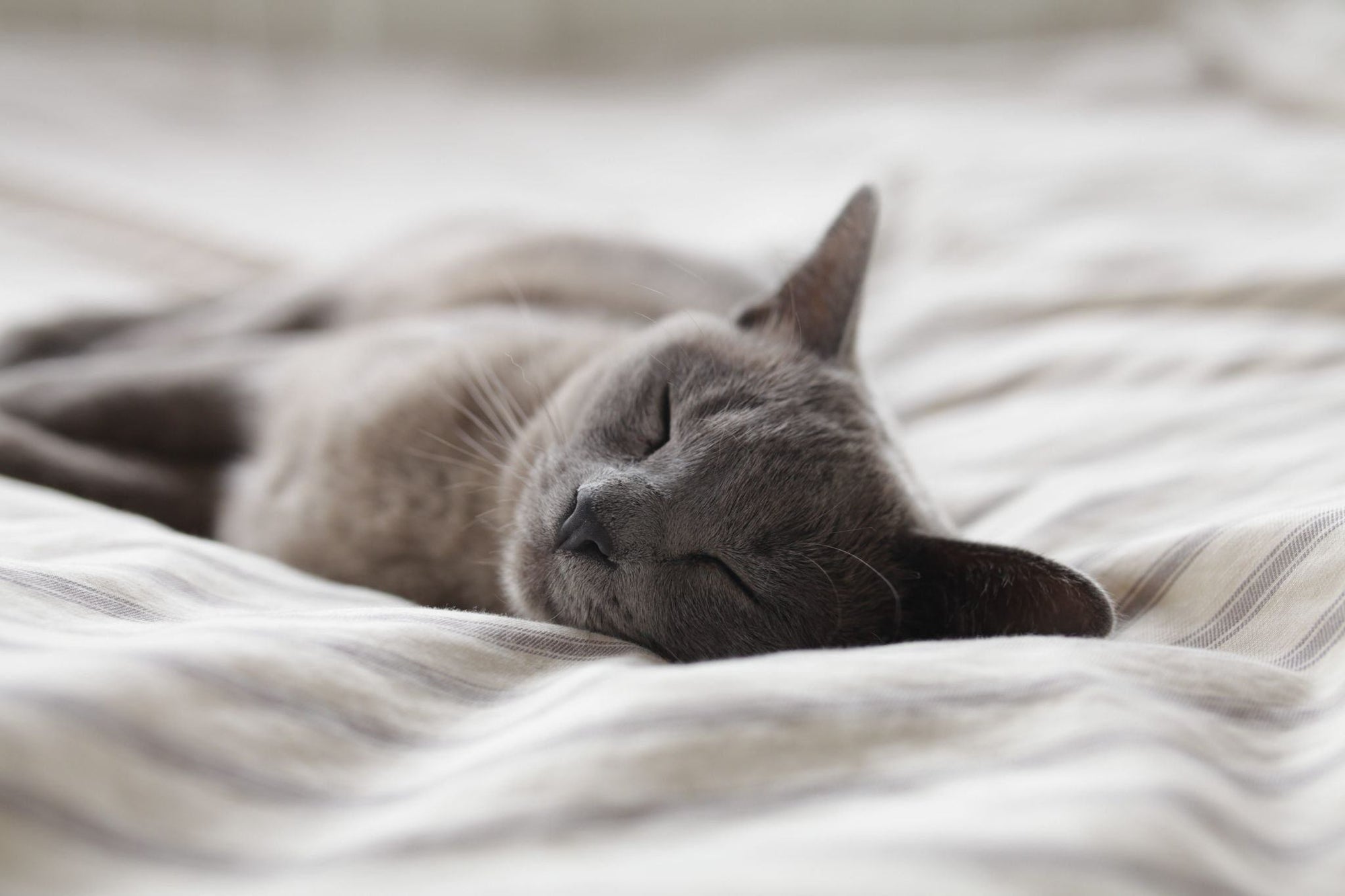 gray cat