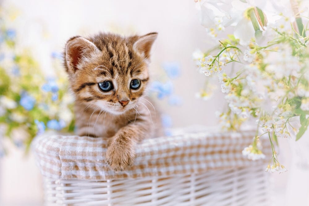 How to Tell How Old a Kitten is 