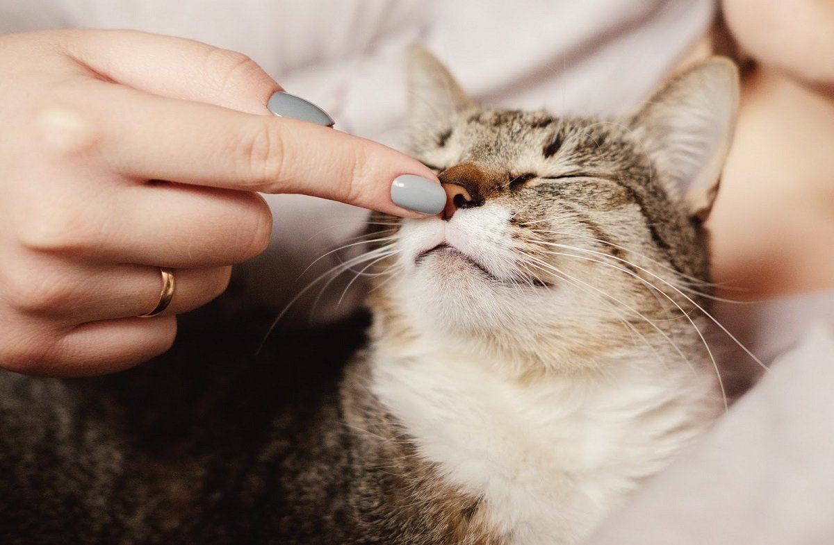 cat with owner
