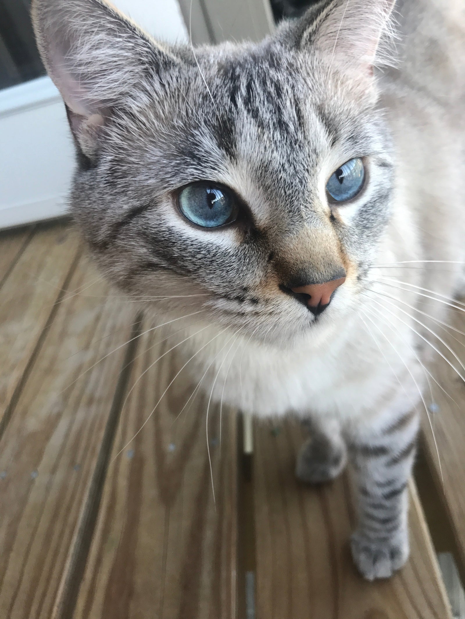 January Cool Cat of the Month: Meet Maka!