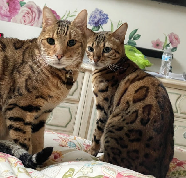 July Cool Cat of the Month: Meet Keeper and Star!