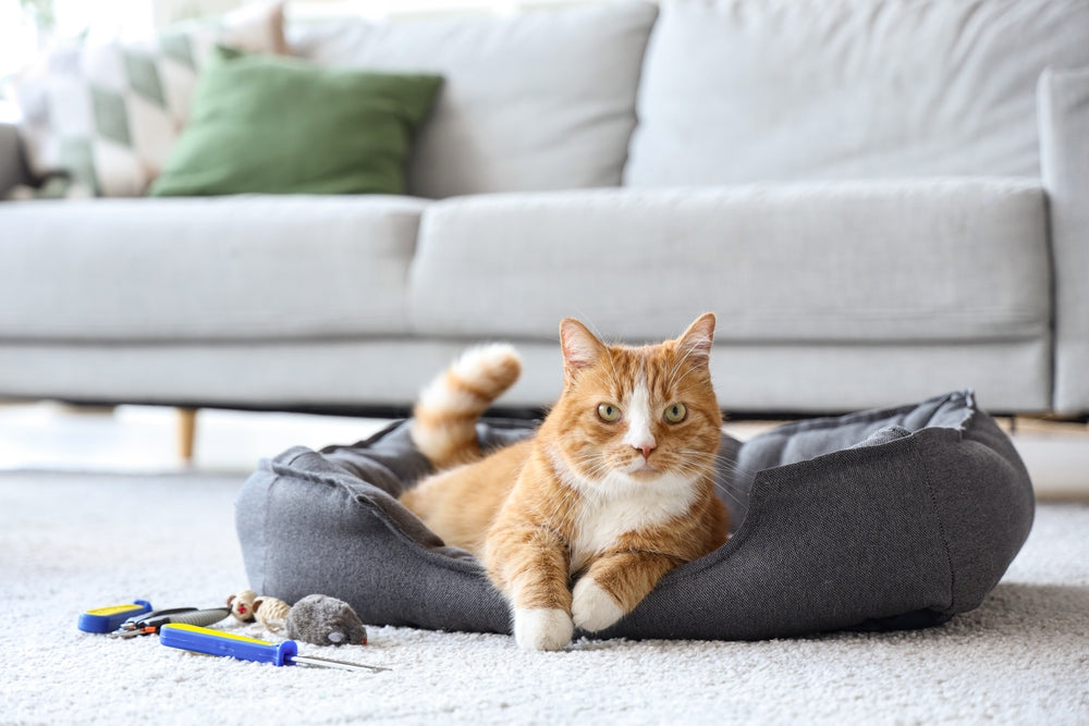 Introducing PrettyLitter’s Calm Aloe Scented Litter