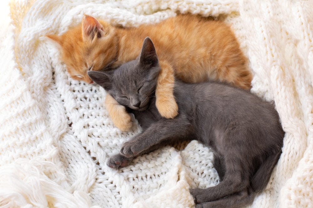  Is it Better to Have Two Cats vs. One