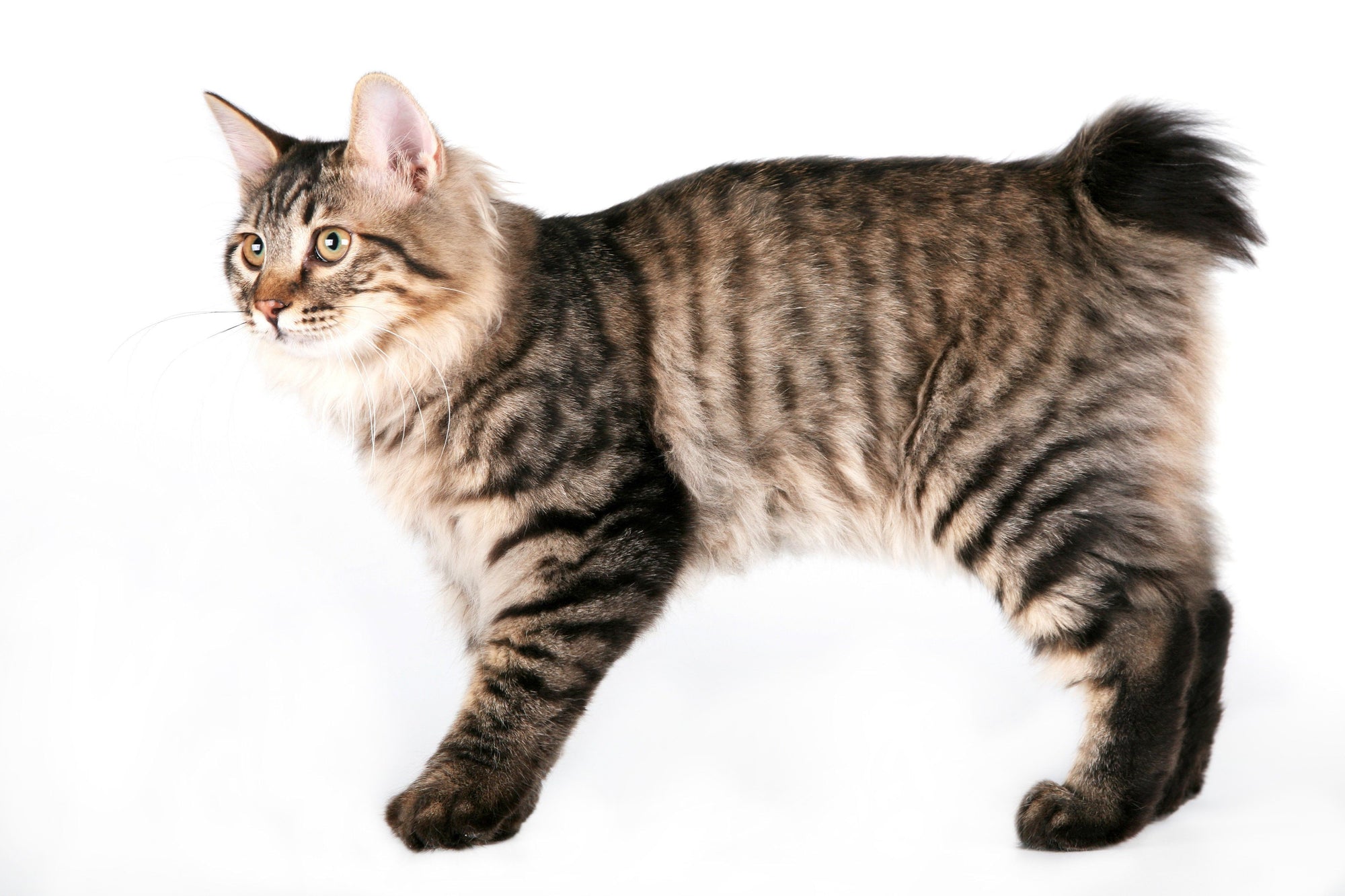 Kurilian Bobtail Cats