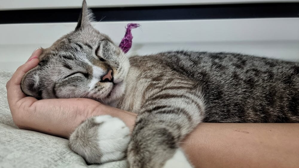 cat in hand